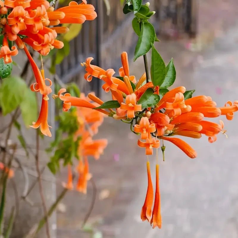 Orange-Red Flame Vine Seeds - Verdseeds