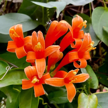 Orange-Red Flame Vine Seeds - Verdseeds