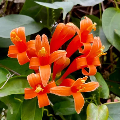Orange-Red Flame Vine Seeds - Verdseeds