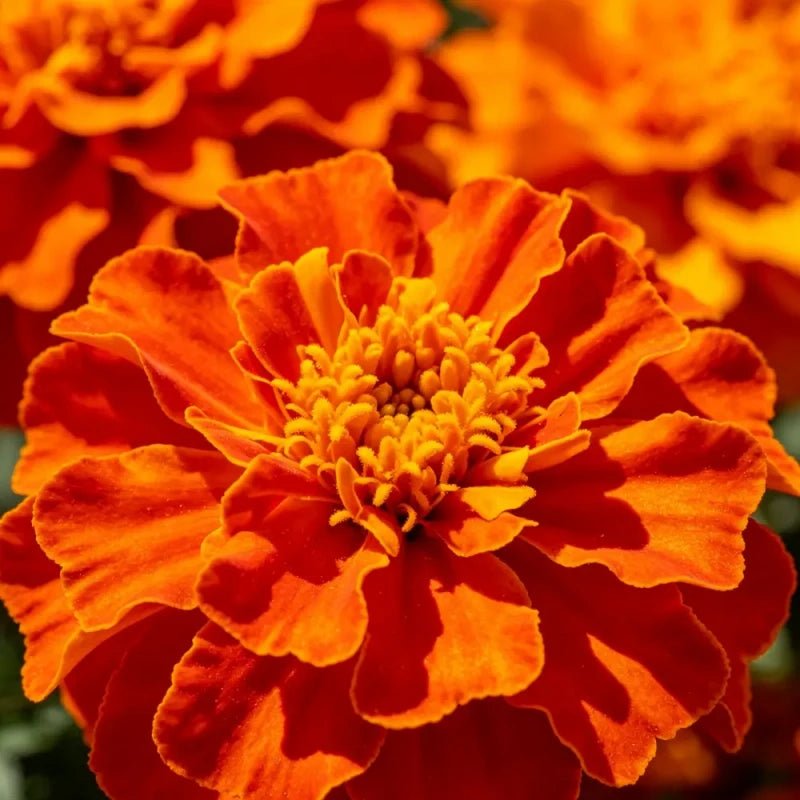 Orange - Red Marigold Seeds - Verdseeds
