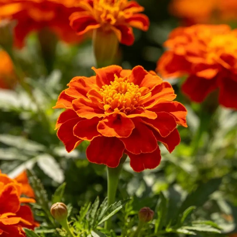 Orange - Red Marigold Seeds - Verdseeds