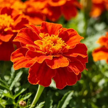 Orange - Red Marigold Seeds - Verdseeds