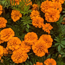 Orange Red Zinnia Seeds - Verdseeds