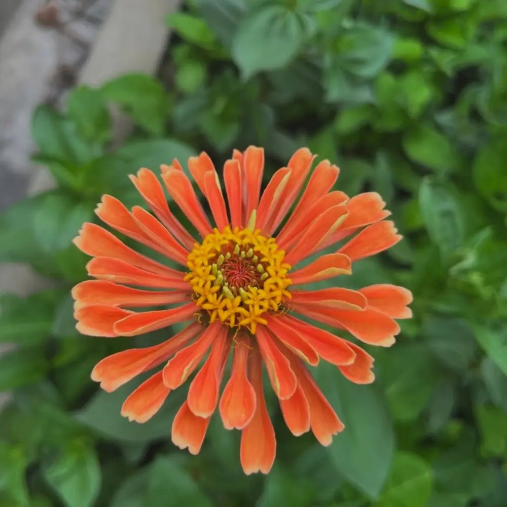 Orange Red Zinnia Seeds - Verdseeds