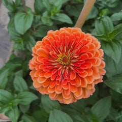 Orange Red Zinnia Seeds - Verdseeds