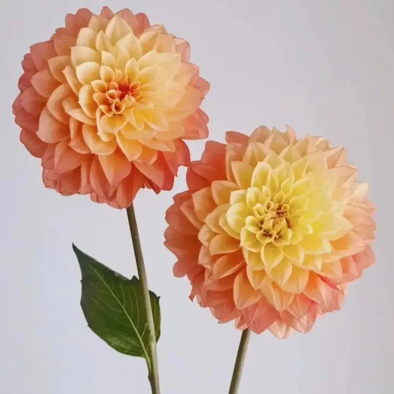 Orange Satin Flower Seeds - Verdseeds