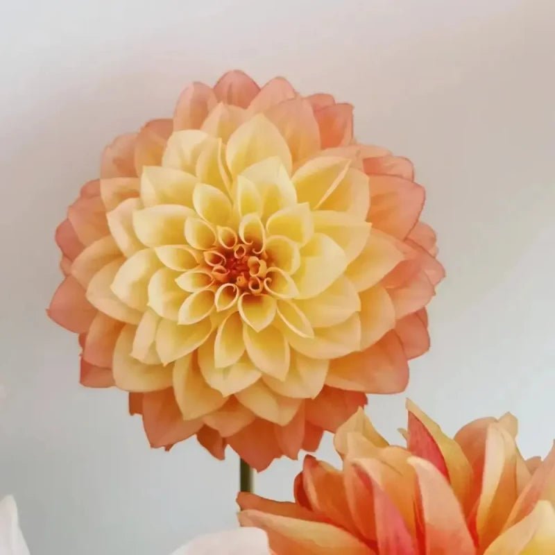 Orange Satin Flower Seeds - Verdseeds