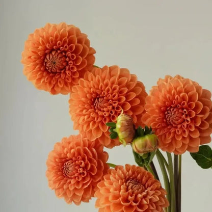 Orange Satin Flower Seeds - Verdseeds