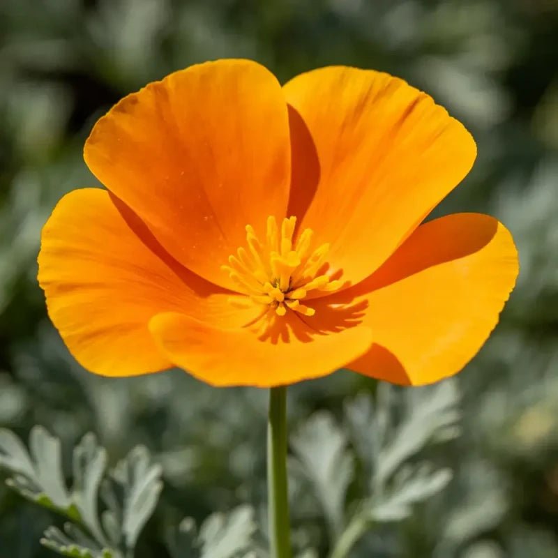 Orange Single Petal California Poppy Seeds - Verdseeds