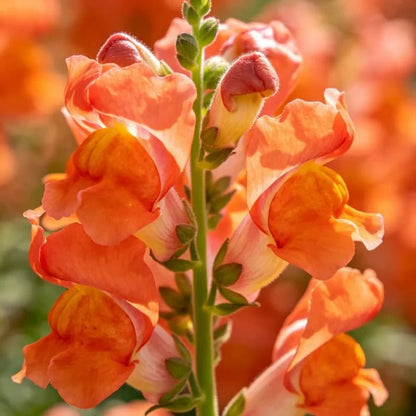 Orange Snapdragon Seeds - Verdseeds