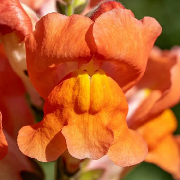 Orange Snapdragon Seeds - Verdseeds