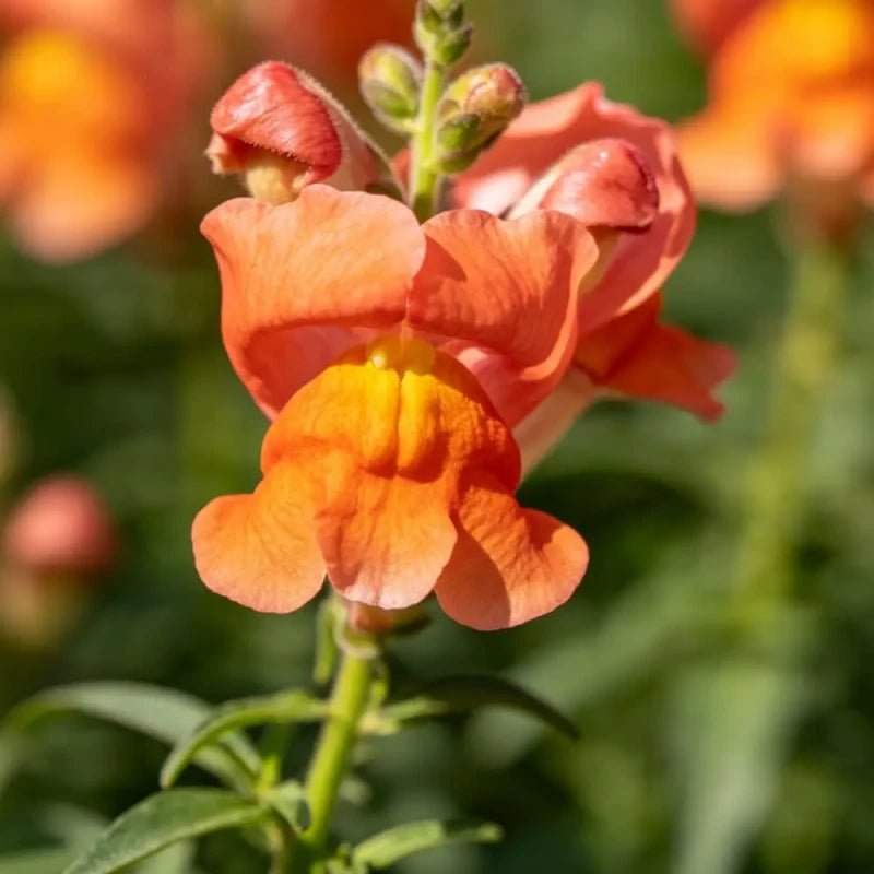Orange Snapdragon Seeds - Verdseeds