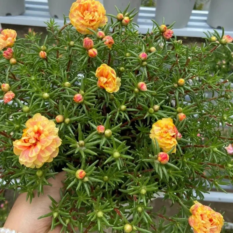 Orange-Yellow Hibiscus Seeds - Verdseeds