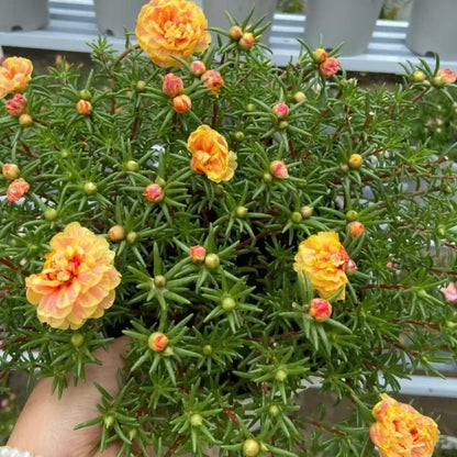 Orange-Yellow Hibiscus Seeds - Verdseeds