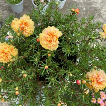 Orange-Yellow Hibiscus Seeds - Verdseeds