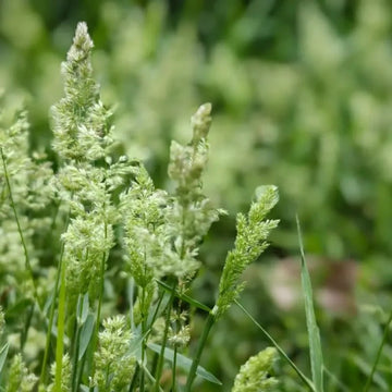 Orchard Grasses
