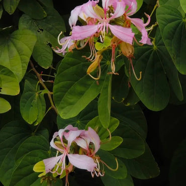 Orchid Tree Seeds - Verdseeds