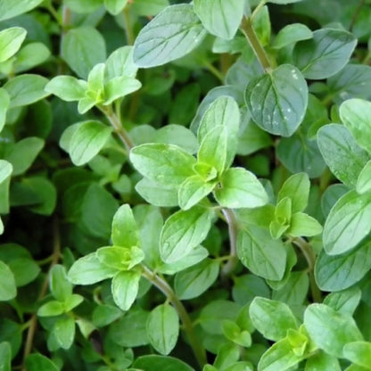 Oregano Seeds - Verdseeds