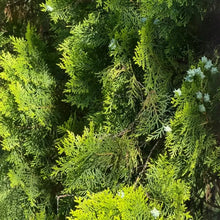 Oriental Arborvitae Seeds - Verdseeds