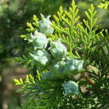 Oriental Arborvitae Seeds - Verdseeds