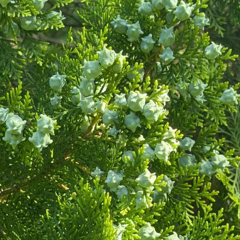 Oriental Arborvitae Seeds - Verdseeds