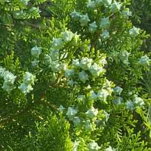 Oriental Arborvitae Seeds - Verdseeds
