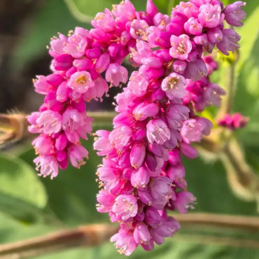 Oriental Smartweed Seeds - Verdseeds
