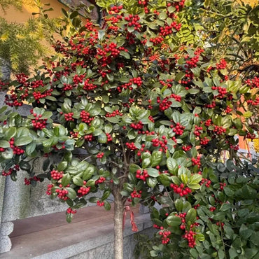 Ormosia Tree Seeds - Verdseeds