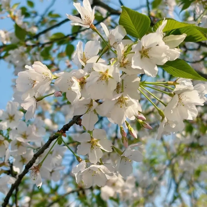 Oshima Flowering Cherry Seeds - Verdseeds
