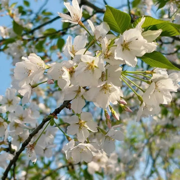 Oshima Flowering Cherry Seeds - Verdseeds