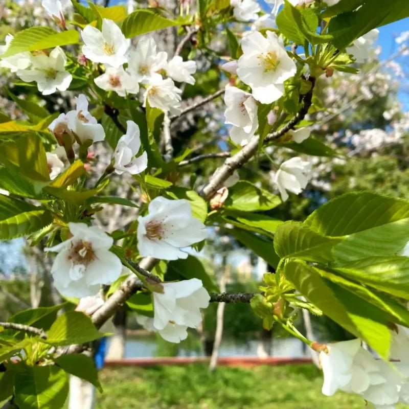 Oshima Flowering Cherry Seeds - Verdseeds