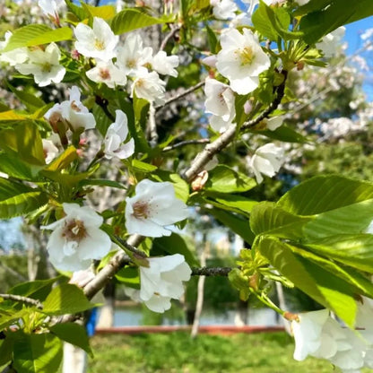 Oshima Flowering Cherry Seeds - Verdseeds