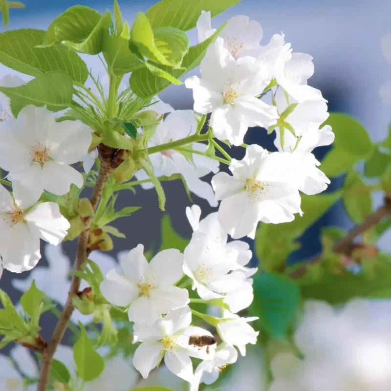 Oshima Flowering Cherry Seeds - Verdseeds