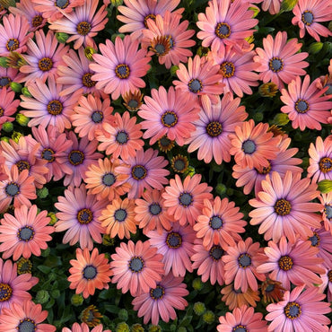 Osteospermum Seeds - Verdseeds