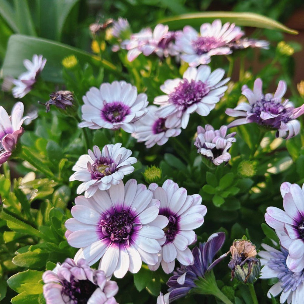 Osteospermum Seeds - Verdseeds