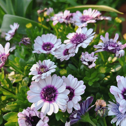 Osteospermum Seeds - Verdseeds