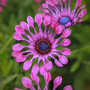 Osteospermum Seeds - Verdseeds