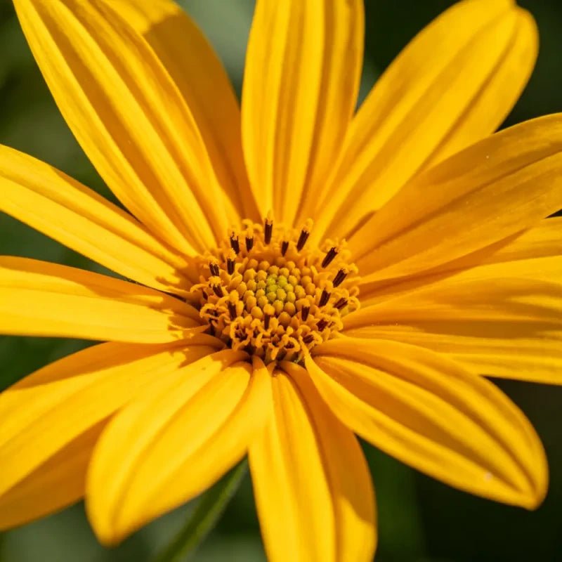 Oxeye Sunflower Seeds - Verdseeds