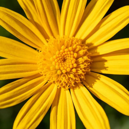Oxeye Sunflower Seeds - Verdseeds