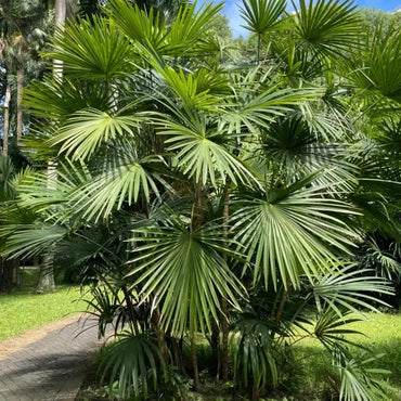 Palm Seeds - Verdseeds