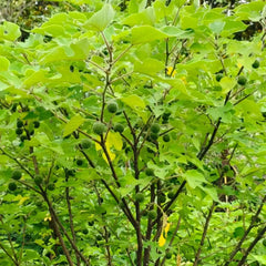 Paper Mulberry Seeds - Verdseeds