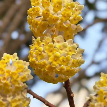 Paperbush Seeds - Verdseeds