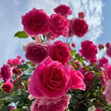 Parade Rose Seeds - Verdseeds
