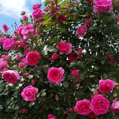 Parade Rose Seeds - Verdseeds