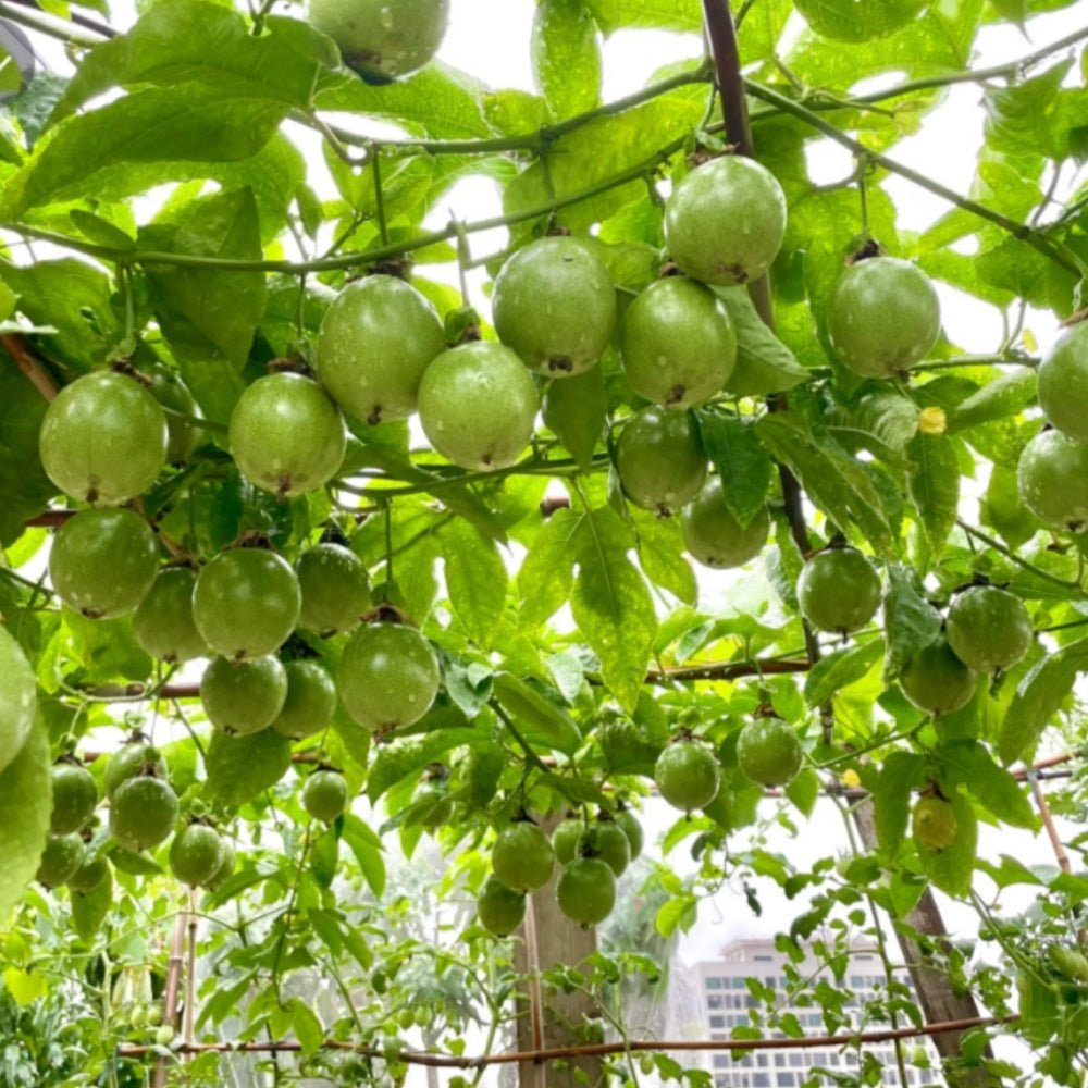 Passion Fruit Seeds - Verdseeds