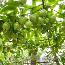 Passion Fruit Seeds - Verdseeds