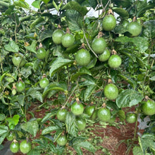 Passion Fruit Seeds - Verdseeds