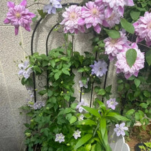 Patricia Clematis Seeds - Verdseeds