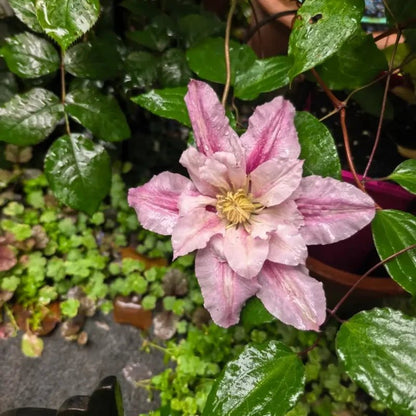 Patricia Clematis Seeds - Verdseeds