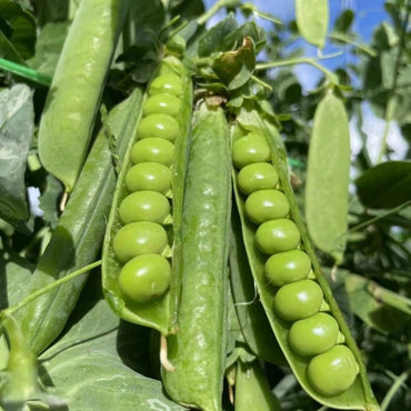 Pea Seeds - Verdseeds